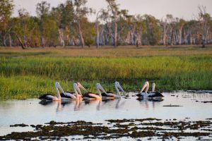 kakadu