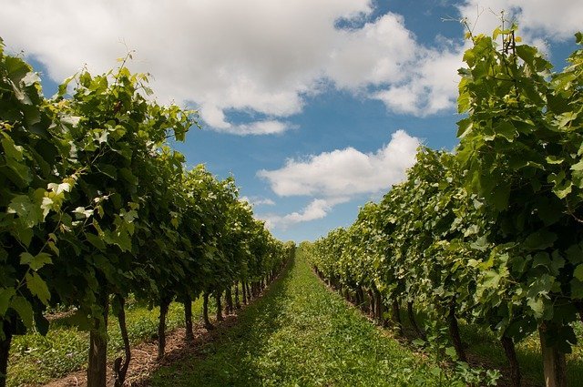 Yarra Valley winery