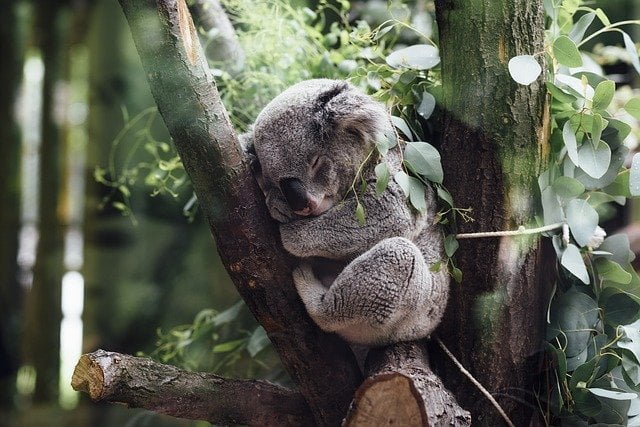 cape otway koalas