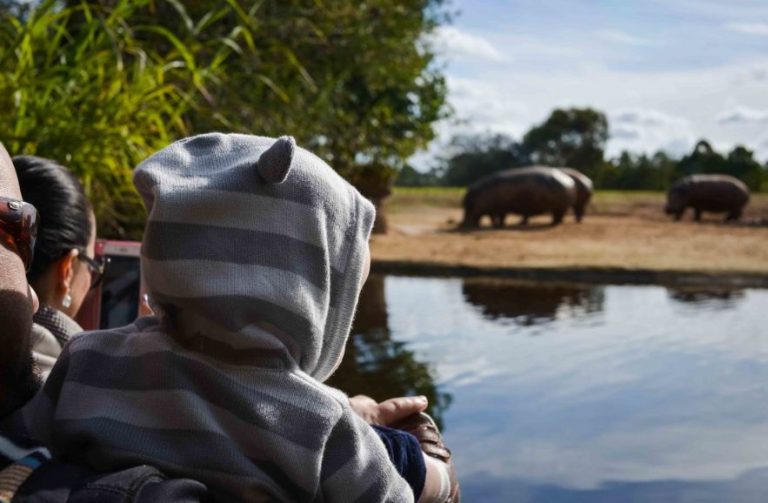 boy watching hippo