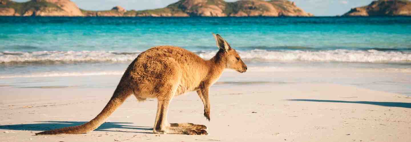 Australia kangaroo on beach